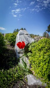 IMG_1790 (07.05.2016)