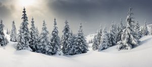 Trees covered with hoarfrost and snow in mountains